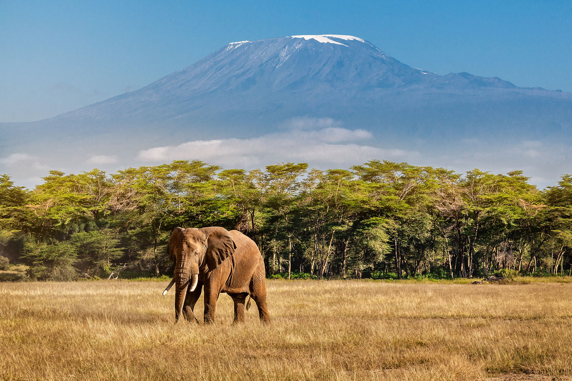 Mount Kilimanjaro with an elephant in the foreground