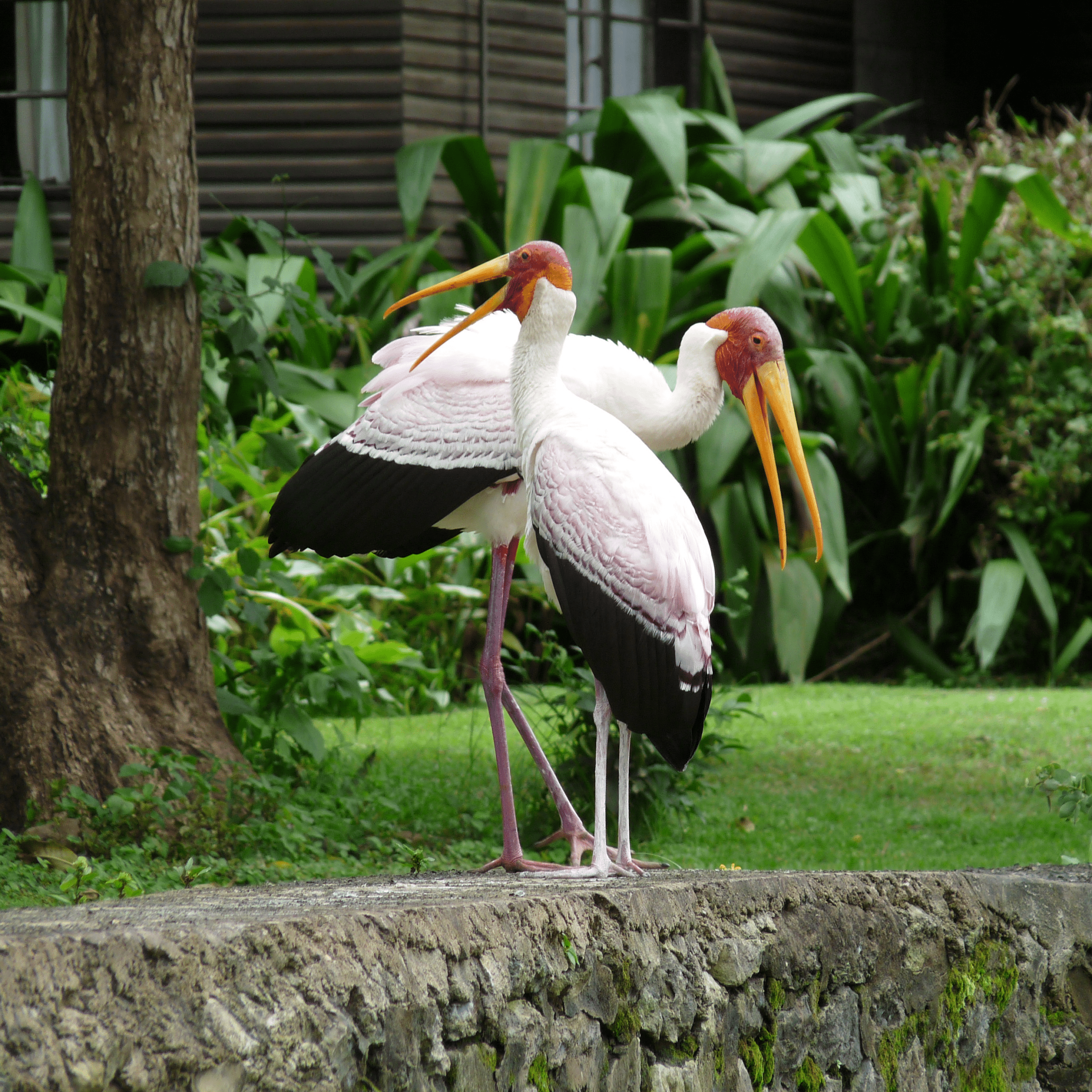 Two Storks at the Mount Meru Game Lodge